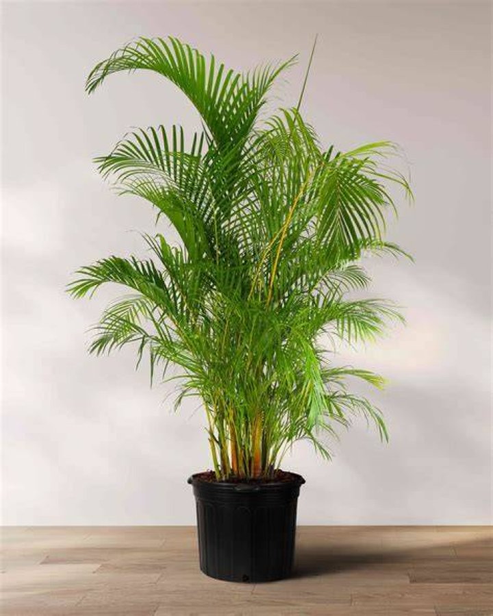 areca palm indoor
