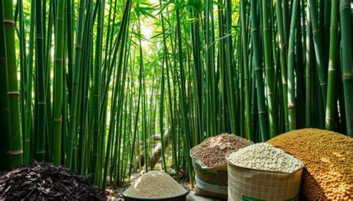 bamboo fertilizer