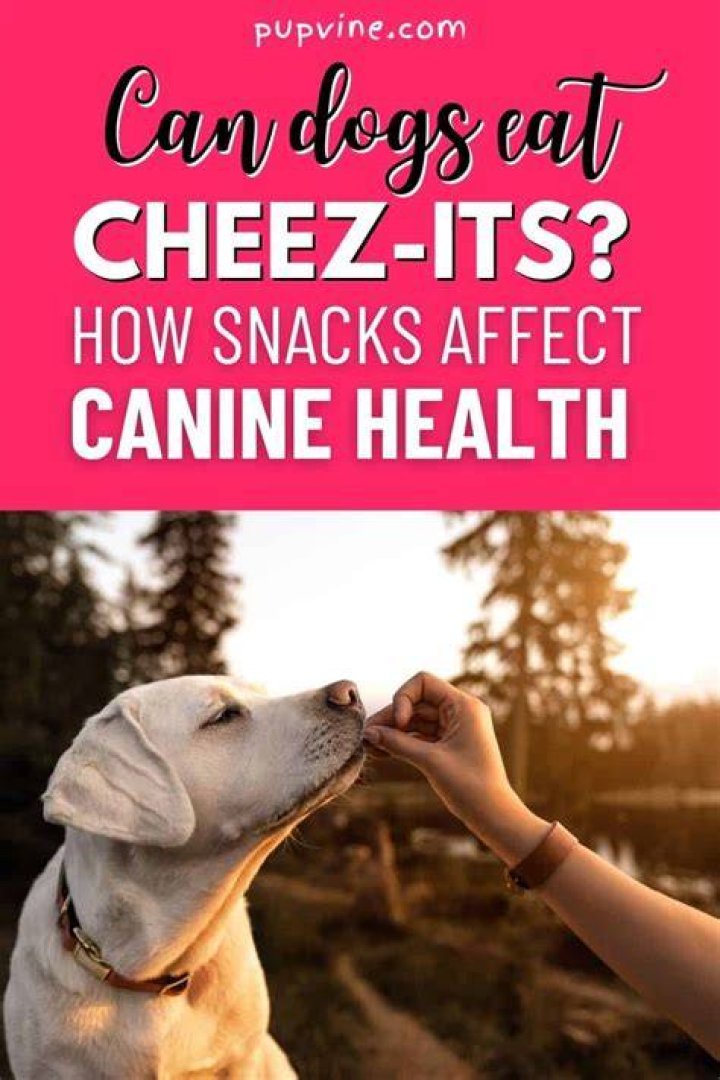 Can Dogs Eat Cheez Its Can Dogs Eat Cheez Its
