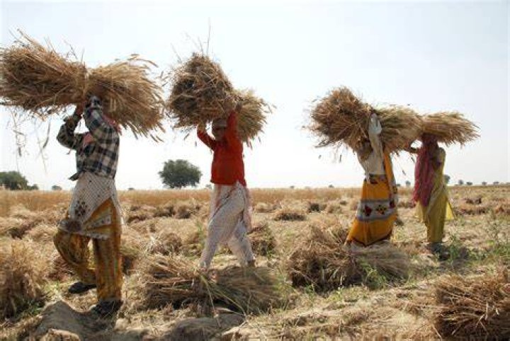 Crop harvest