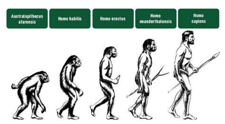 Evolution of human beings