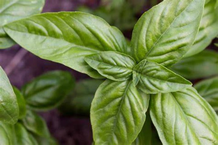 genovese basil