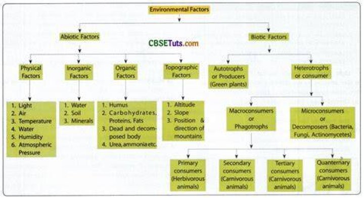 Height-related factors