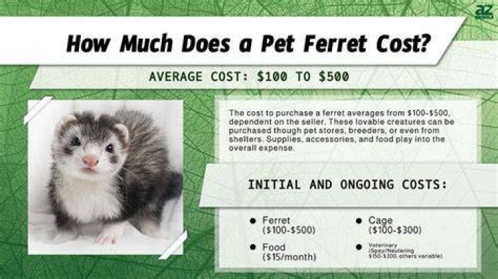 How Much Do Ferrets Cost At Pet Supplies Plus