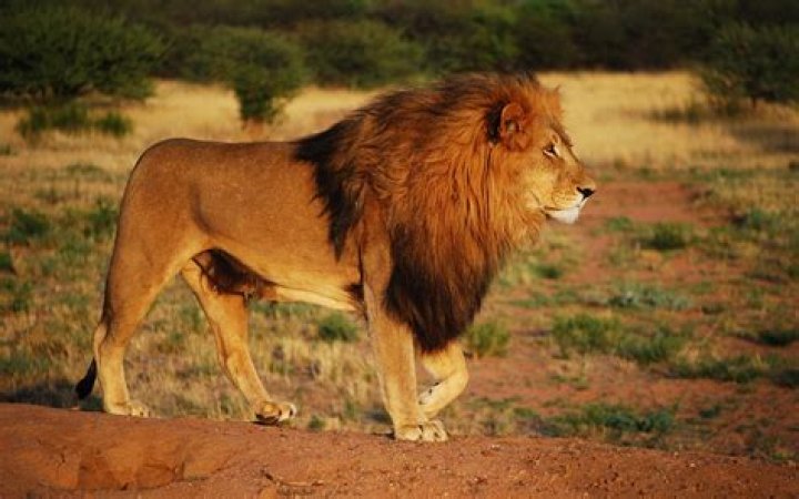 :lion: