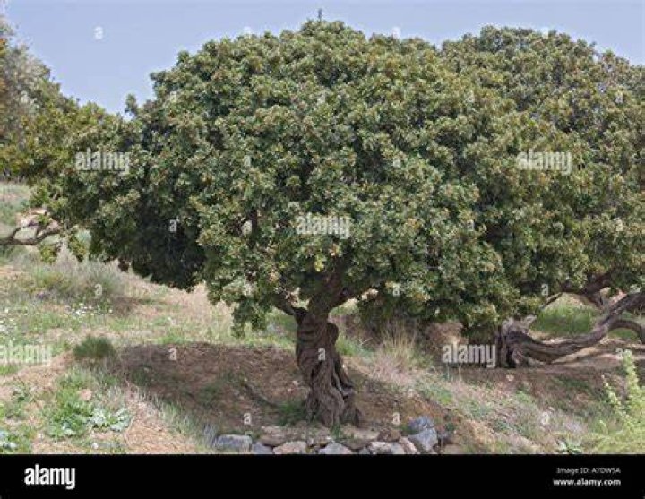 mastic tree