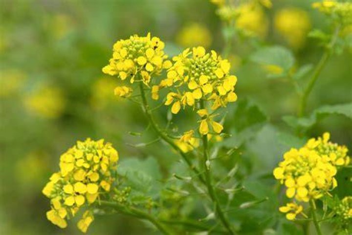 mustard seed plant