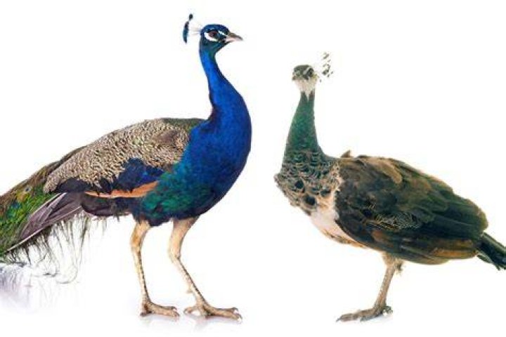 Peacock Opposite Gender