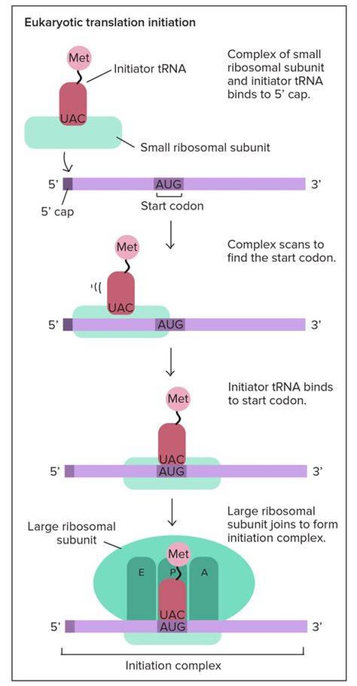 steps of translation