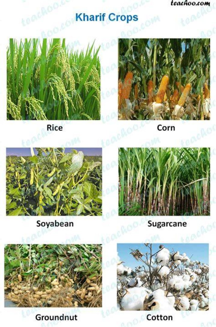 Sugarcane; an example of Kharif crop