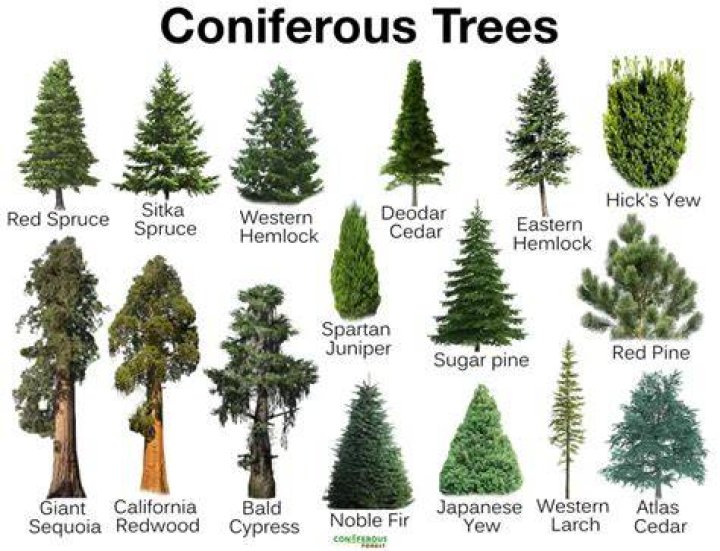 types of conifer trees