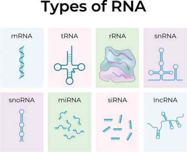 types of rna